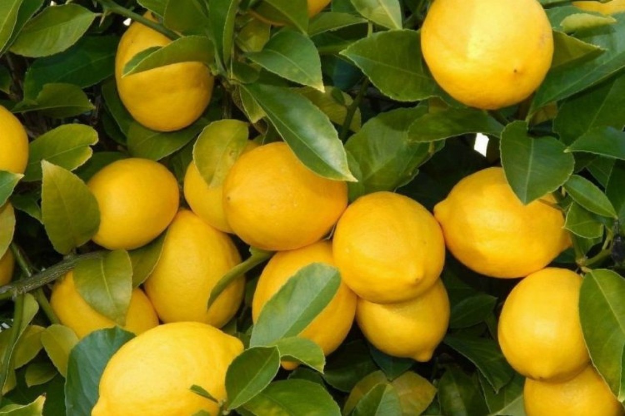 Üretici ile market arasındaki fiyat farkına 'limon' sıkıldı! Limon yüzde 573, 6 fark gördü