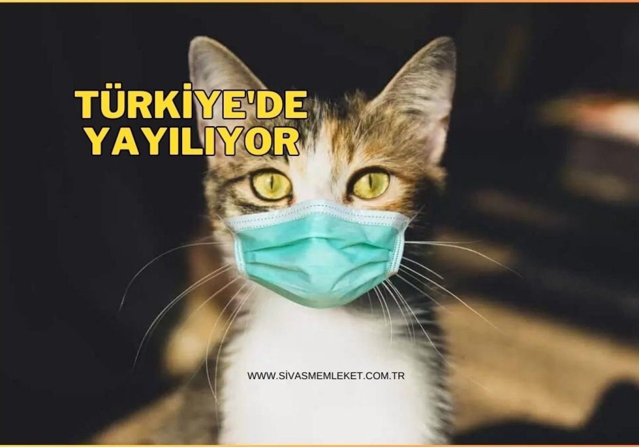 KEDİ BESLEYENLER TEDİRGİN