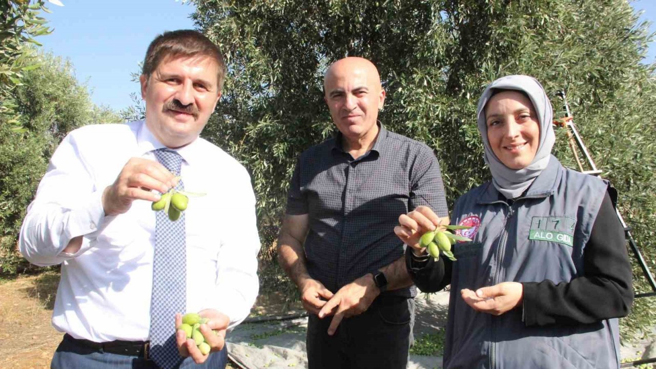 Türkiye’nin en kaliteli zeytininin üretildiği Karaman’da hasat başladı