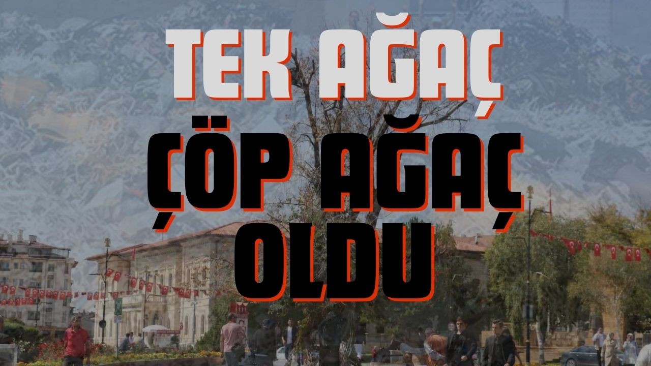 Tek Ağaç Çöp Ağaç Oldu