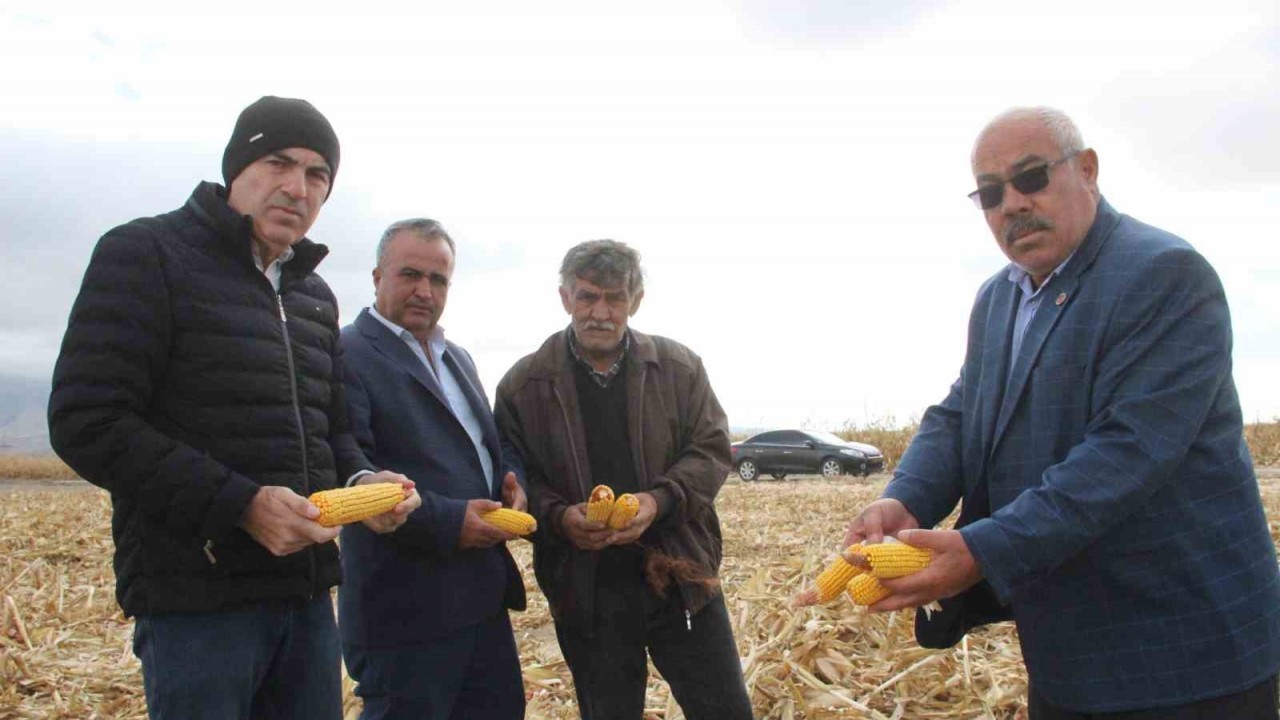 Şiddetli Rüzgarın Vurduğu Mısır Tarlalarında Büyük Zarar