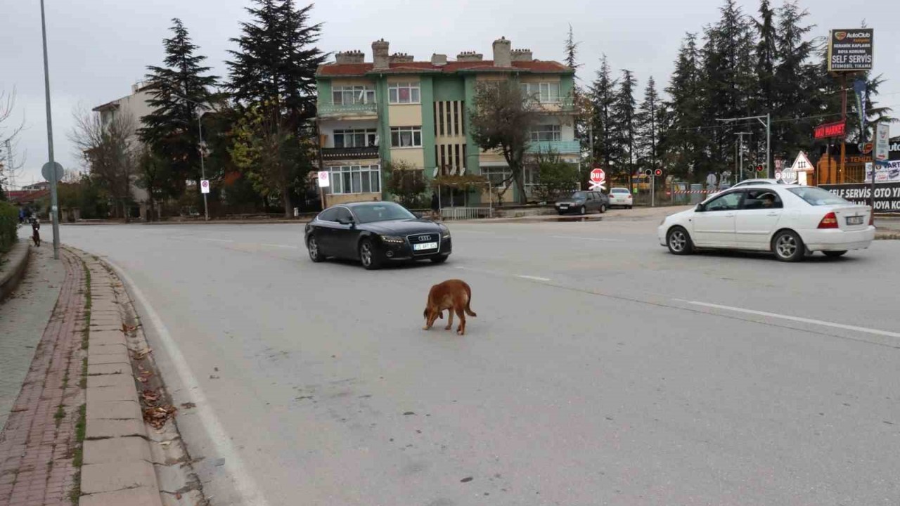 Sokak Köpeği Sürücülere Zor Anlar Yaşattı