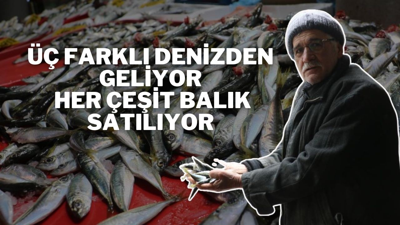 Üç Farklı Denizden Geliyor,  Her Çeşit Balık Satılıyor