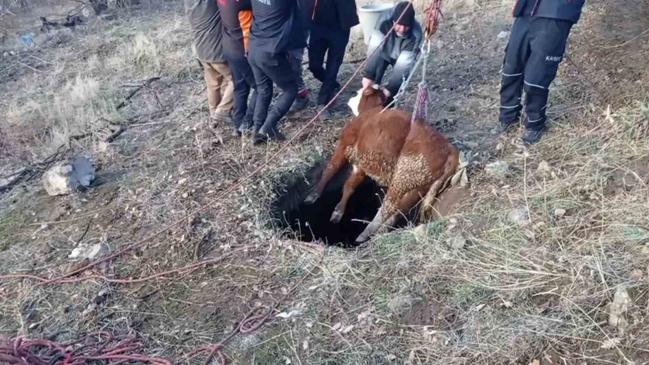 Minik Buzağı İtfaiye Ekipleri Tarafından Kurtarıldı