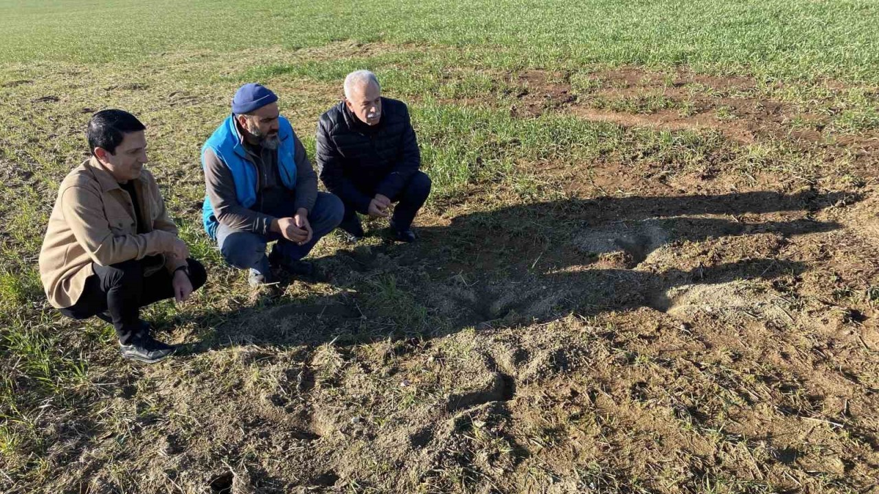 Tarımsal Alanlardaki Fareler Tedirginlik Yaratıyor