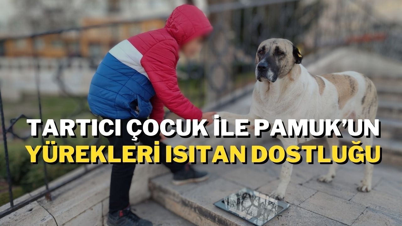 Tartıcı Çocuk ile Pamuk’un Yürekleri Isıtan Dostluğu