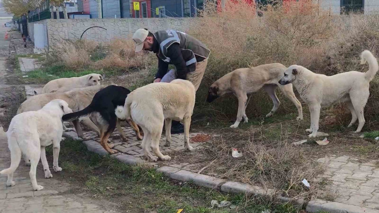 Polisler Sokak Hayvanlarını Elleriyle Besledi