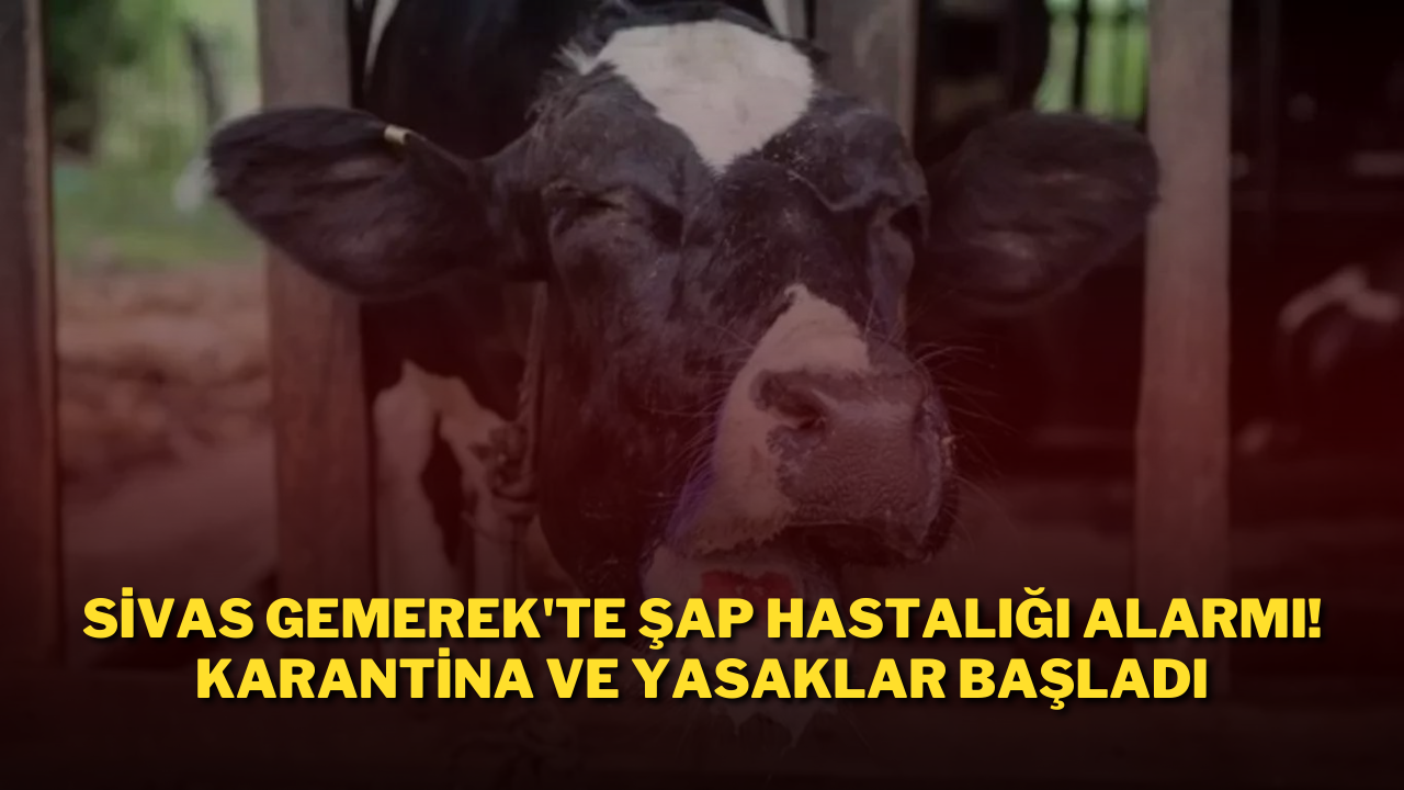 Sivas Gemerek'te Şap Hastalığı Alarmı! Karantina ve Yasaklar Başladı