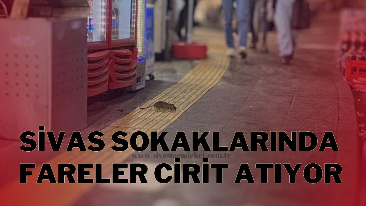 Sivas Sokaklarında Fareler Cirit Atıyor