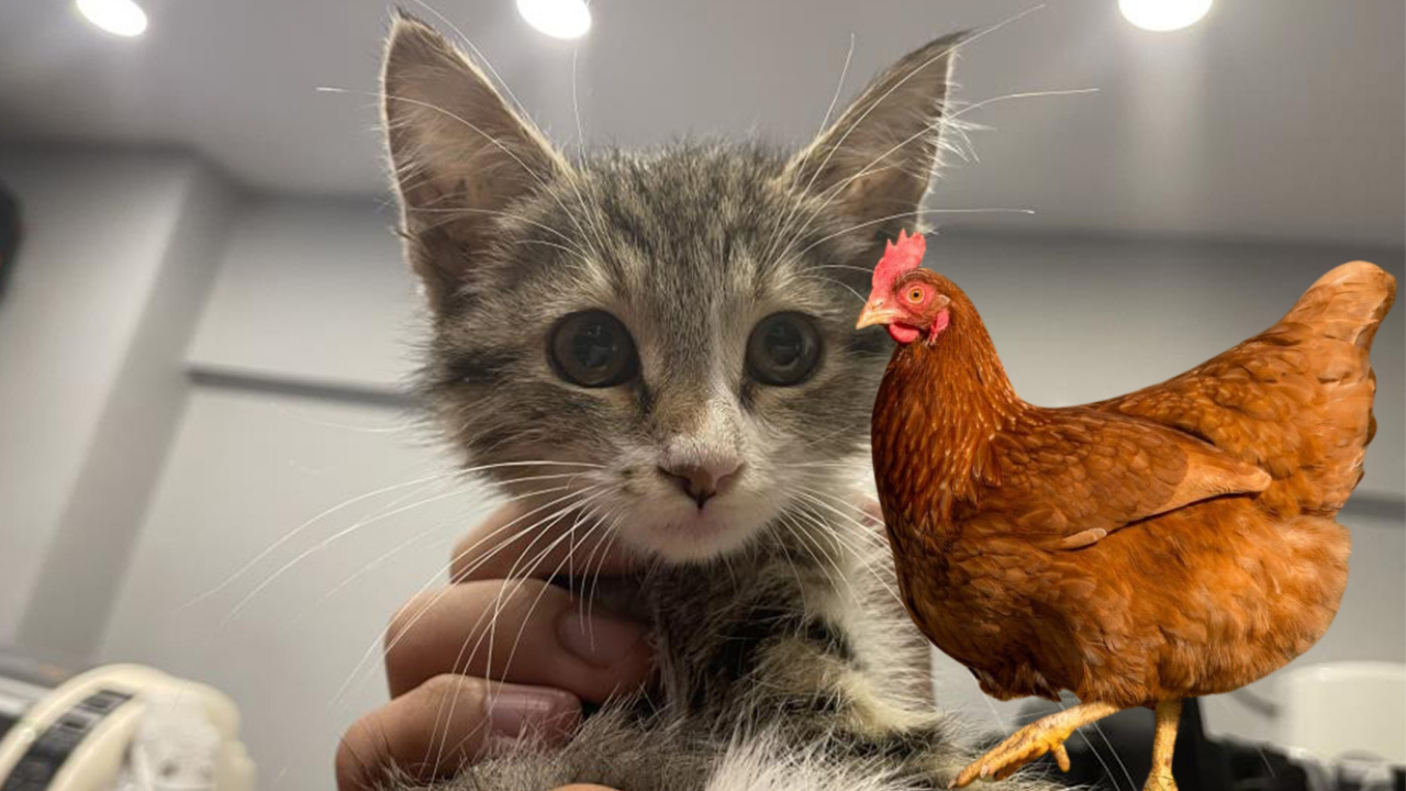 Yemek Borusu Sorunu Yaşayan Yavru Kedi,  Tavuk Sesi Çıkartıyor