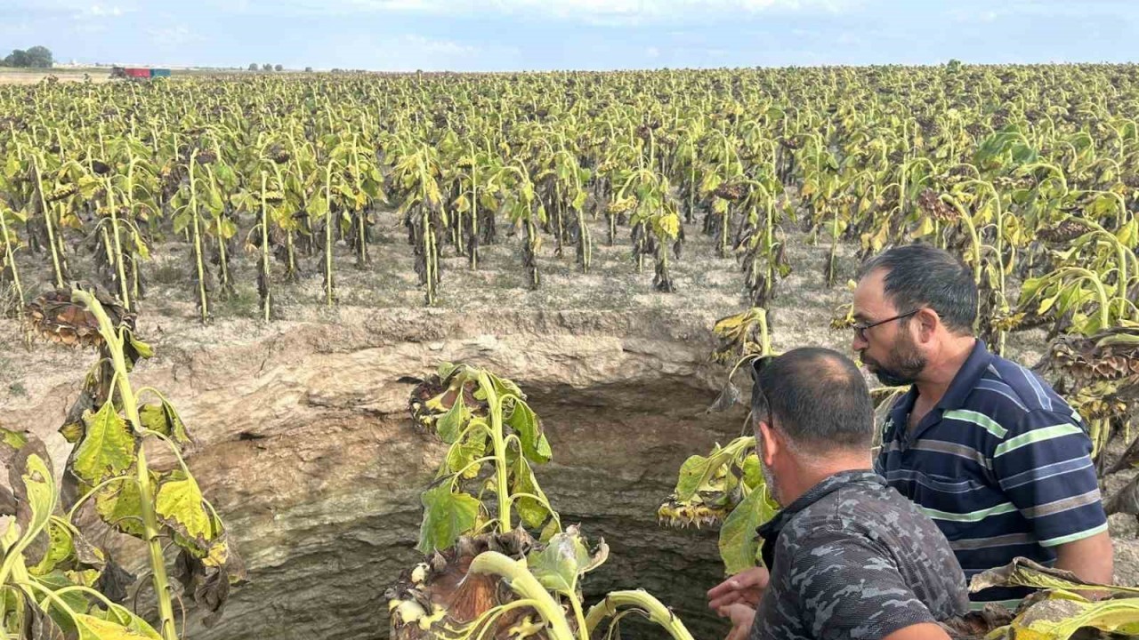 Eskişehir’de Ayçiçek Tarlasındaki Dev Obruk Endişe Yarattı