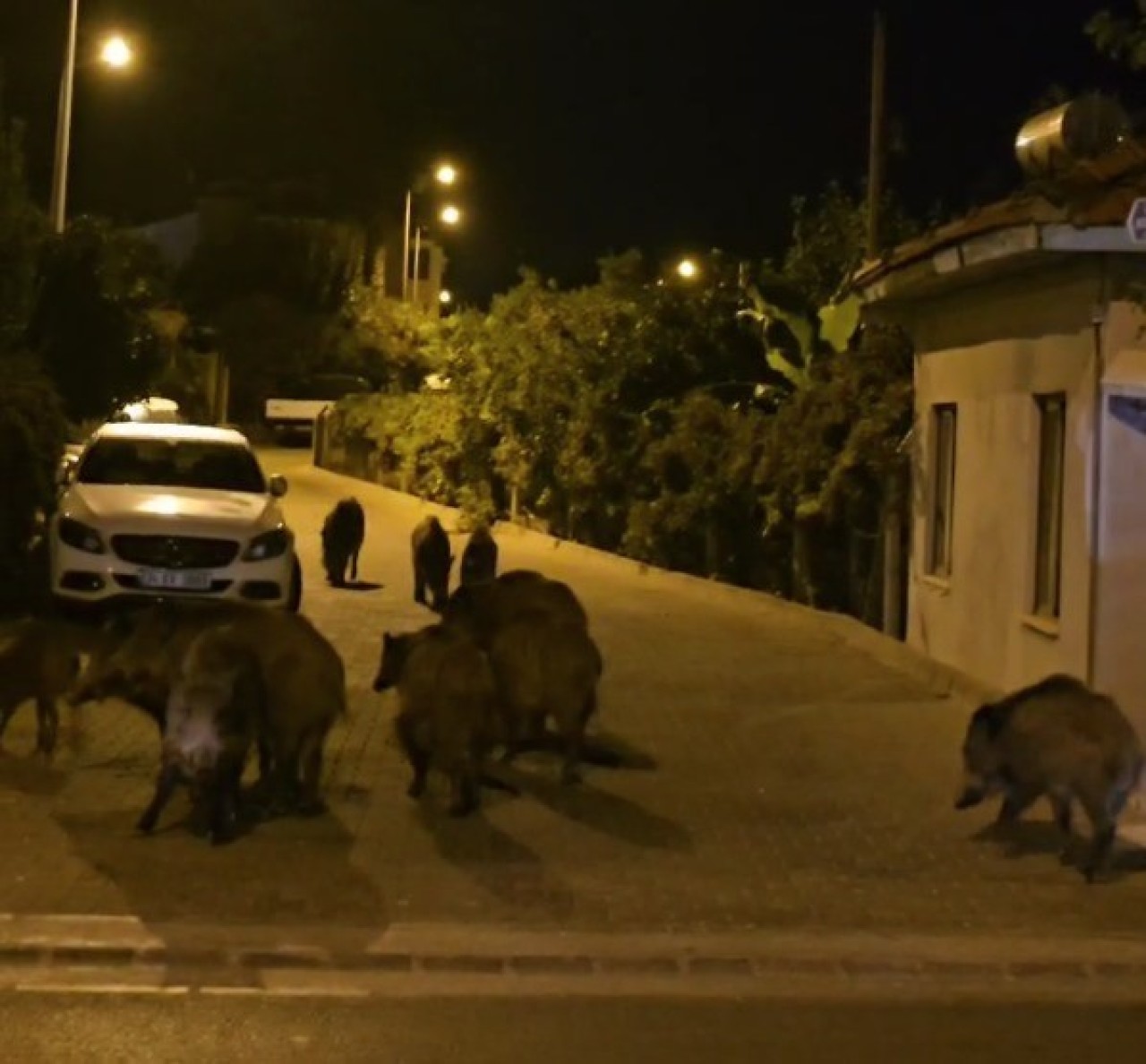 Marmaris’te Yaban Domuzları Şehir Merkezini İstila Etti