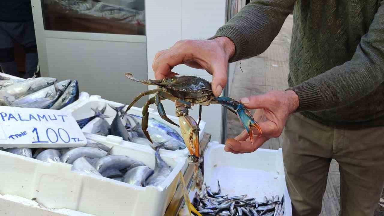 Sinop’ta Balıkçıların Ağına Nadir Görülen Mavi Yengeç Takıldı