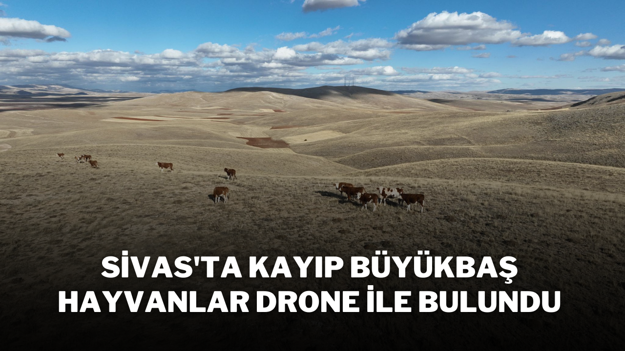 Sivas'ta Kayıp Büyükbaş Hayvanlar Drone ile Bulundu