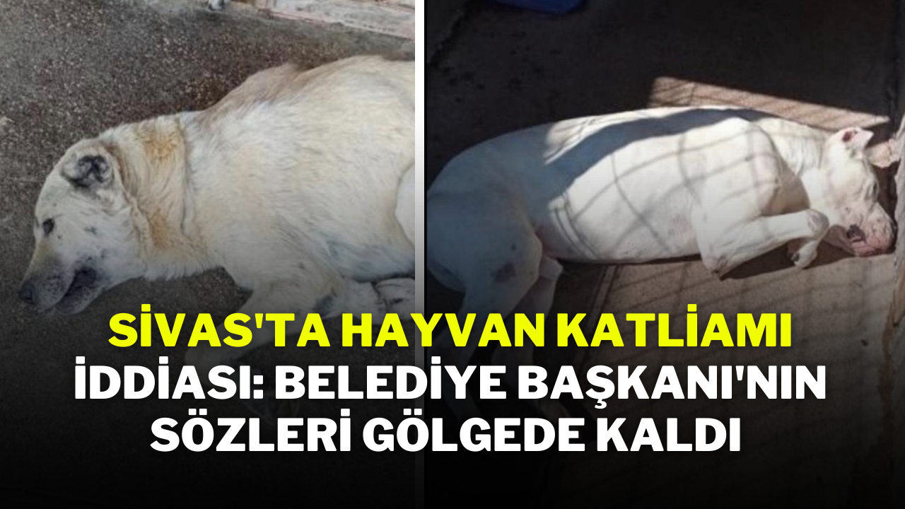 Sivas'ta Hayvan Katliamı İddiası: Belediye Başkanı'nın Sözleri Gölgede Kaldı