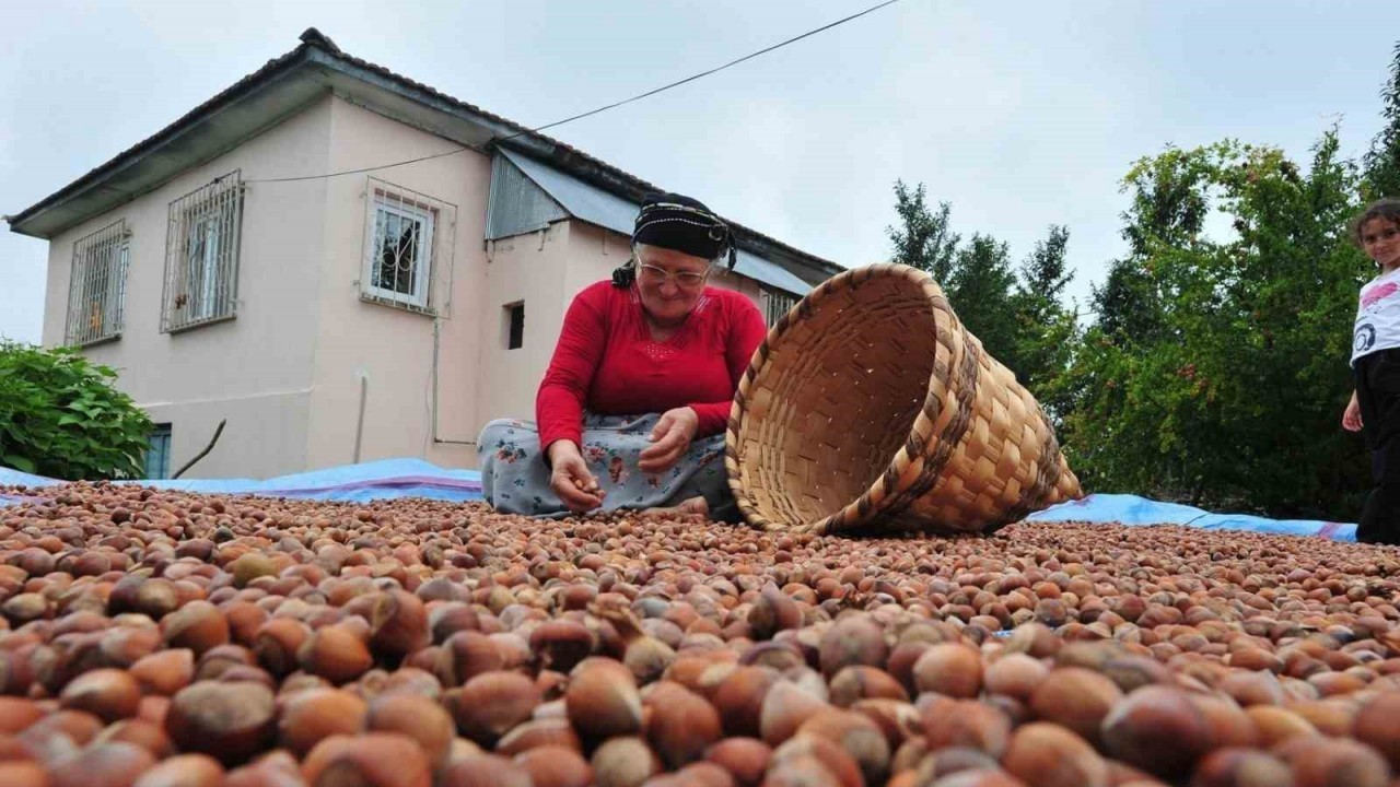 Fındık İhracatı Geçen Yılın Rekorunu Kırdı: 14 Bin Ton Sınırını Aştı