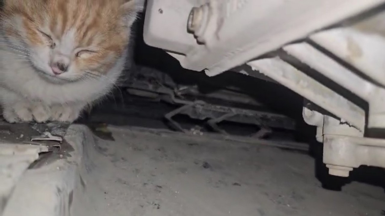 Motor Bölmesine Sıkışan Kedi,  İtfaiye Ekiplerinin Çabasıyla Kurtarıldı