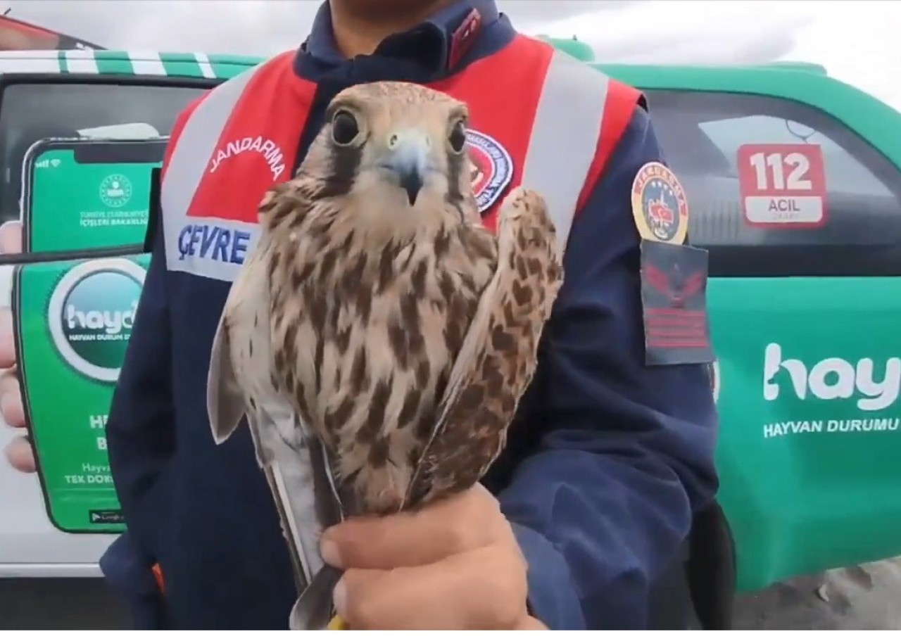 Samsun’da Usulsüz Yakalanan Kuşlar Doğaya Bırakıldı