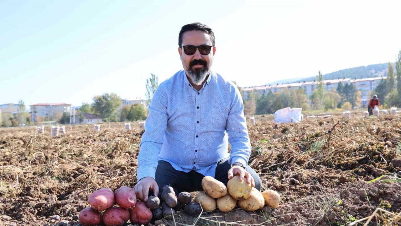 Sivas’ta Renkli Patateslerin Hasadı Başladı,  Öğrencilere Burs Sağlanacak