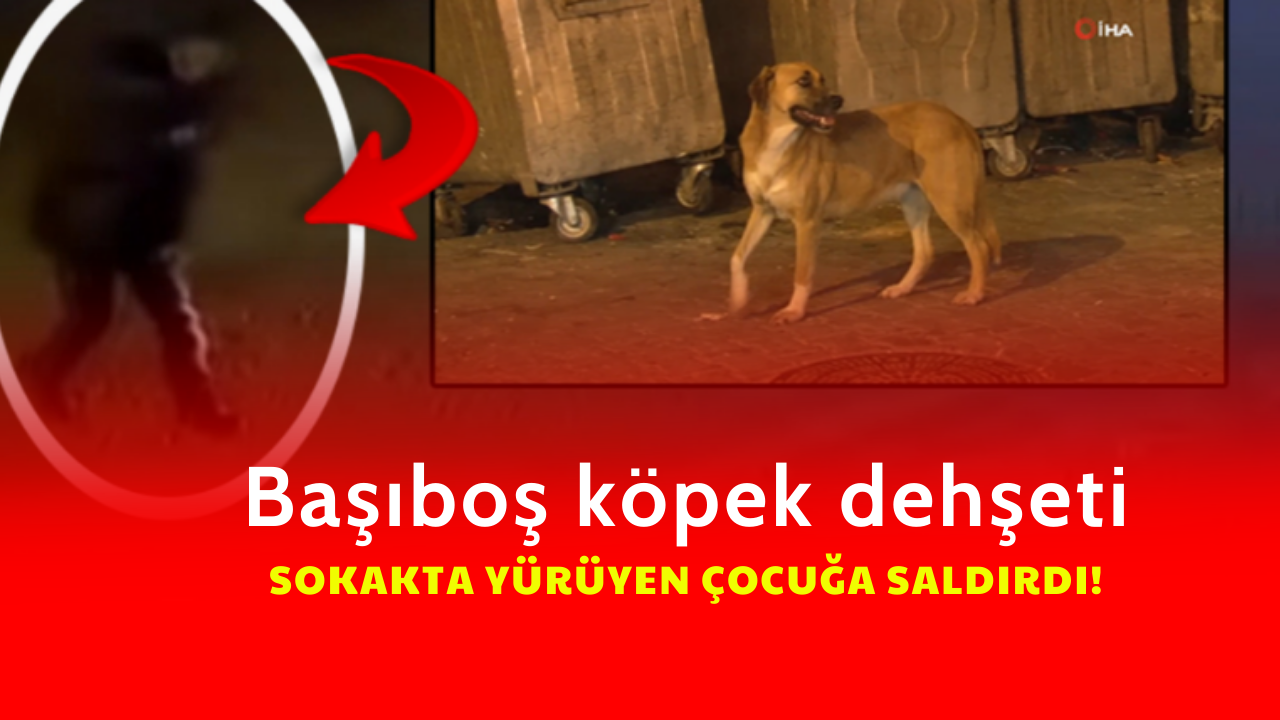 Başıboş Köpekler Çocuğa Saldırdı: Güvenlik Kamerası Görüntüleri Ortaya Çıktı