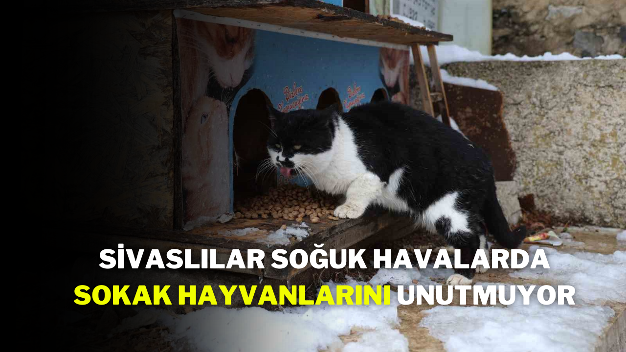 Sivaslılar,  Soğuk Havalarda Sokak Hayvanlarını Unutmuyor