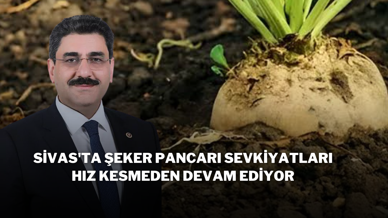 Sivas'ta Şeker Pancarı Sevkiyatları Hız Kesmeden Devam Ediyor