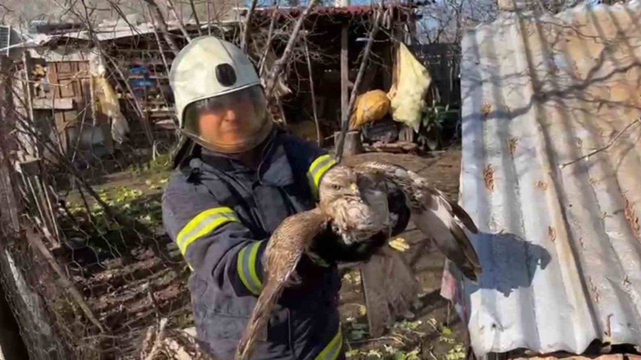 Ünye’de Mahsur Kalan Yırtıcı Kuş Doğan İtfaiye Ekipleri Tarafından Kurtarıldı