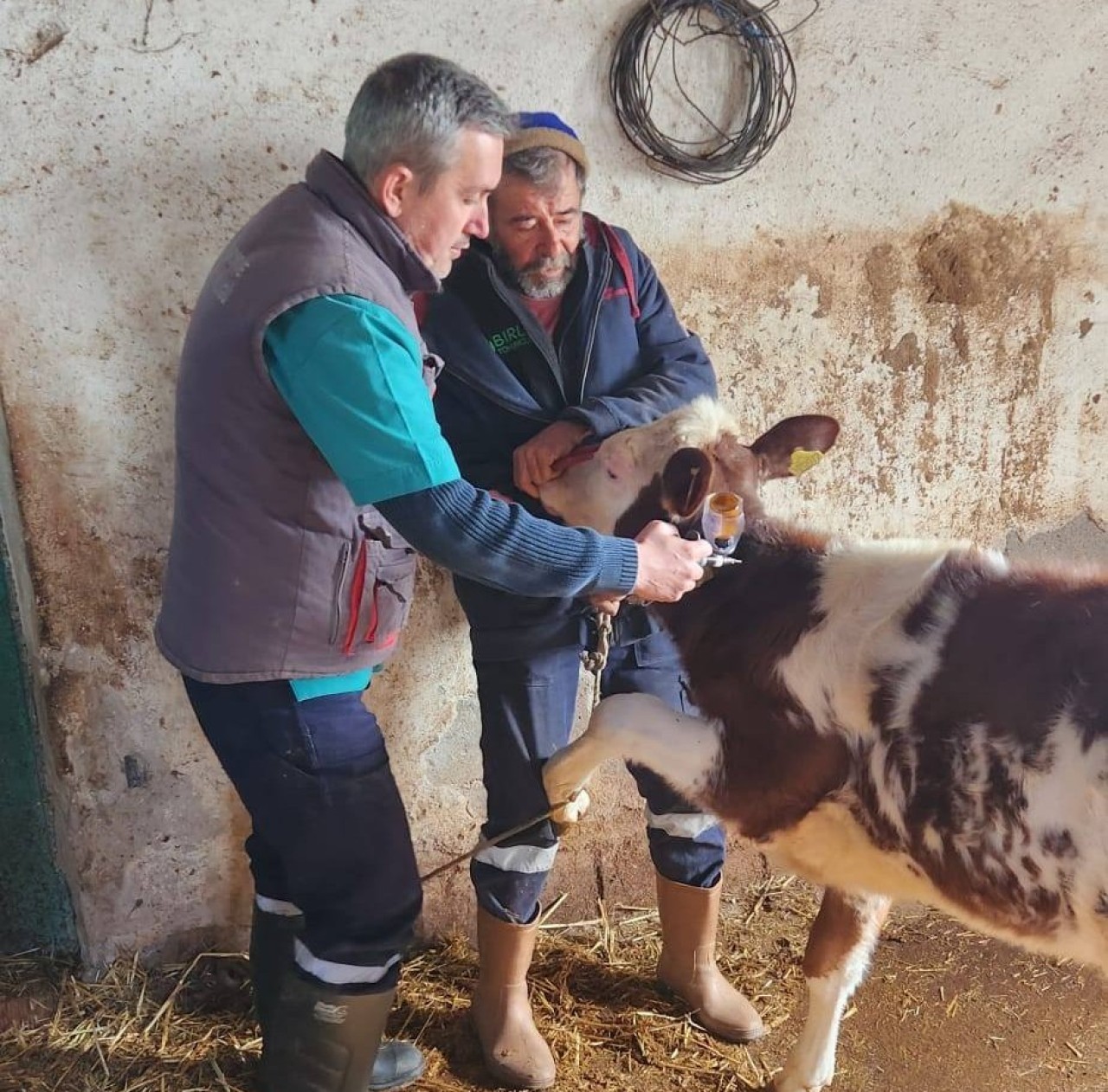 Şap Hastalığına Karşı Mücadele Aralıksız Sürüyor