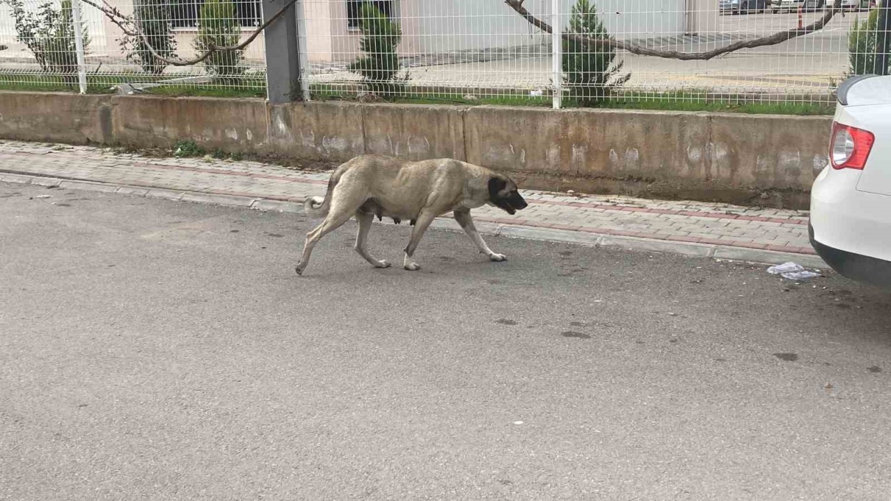 Sokak Köpekleri Kadına Saldırdı