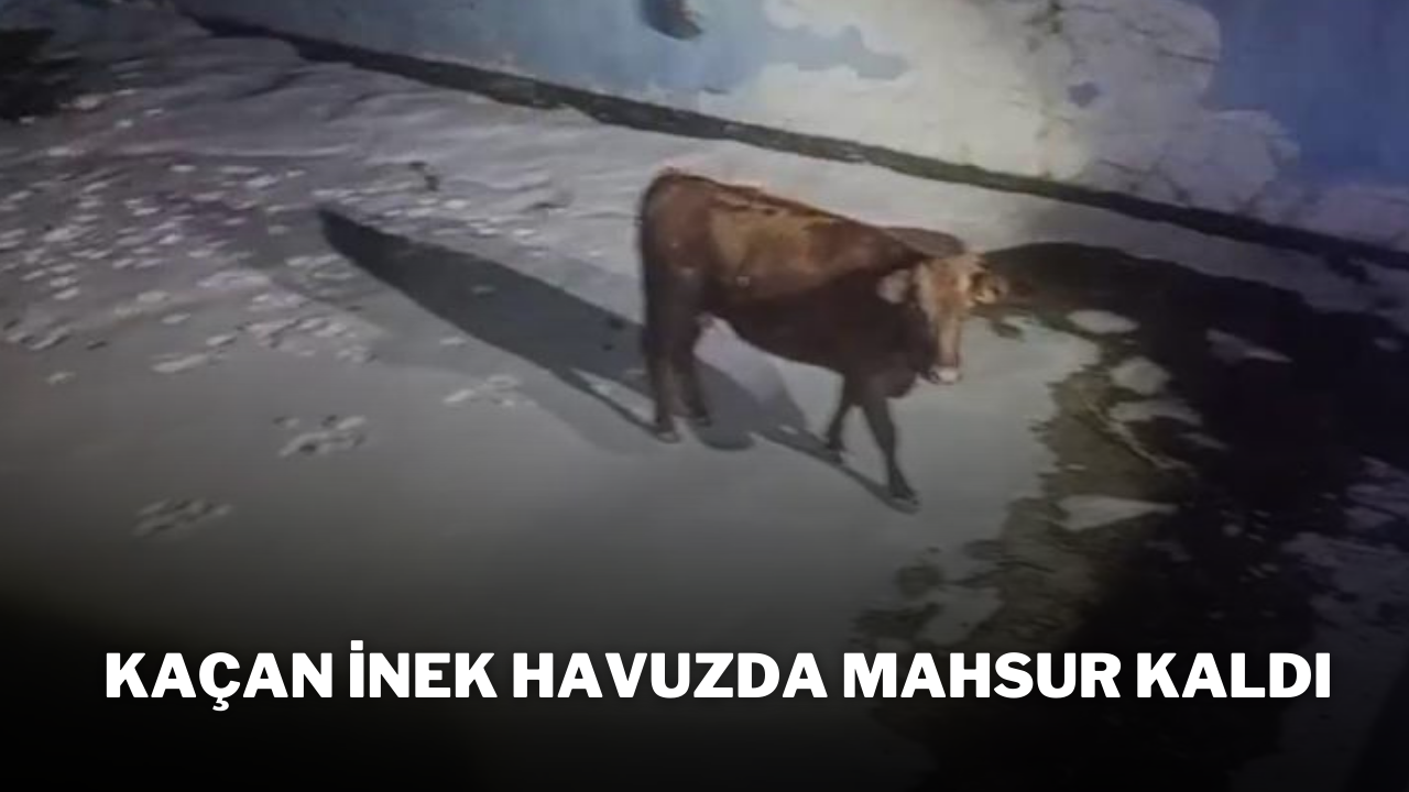 Kaçan İnek Havuzda Mahsur Kaldı