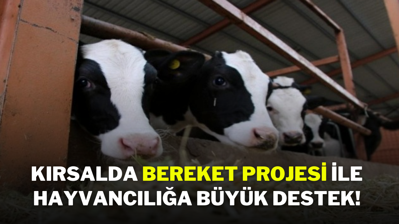 Kırsalda Bereket Projesi ile Hayvancılığa Büyük Destek!