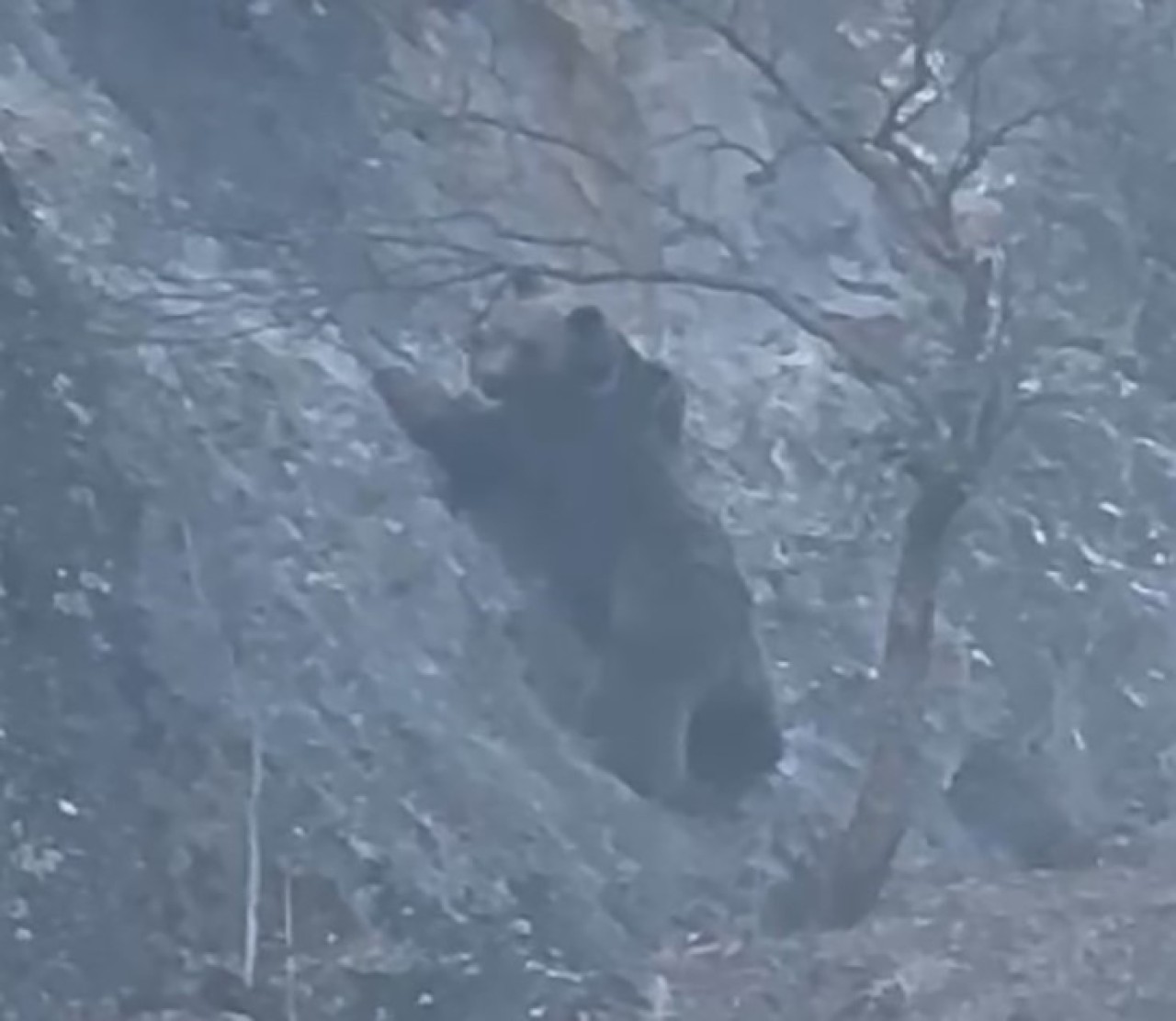 Ayının Yaban Keçisi Leşine Ulaşma Çabası Kamerada