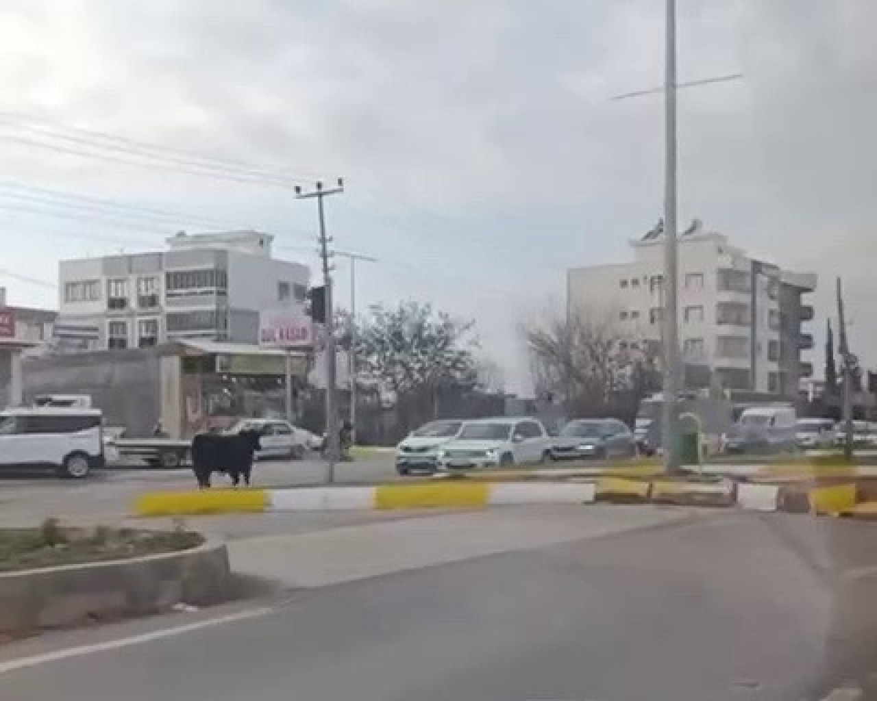 İnek Trafiği Durdurdu,  Kaos Yaşandı