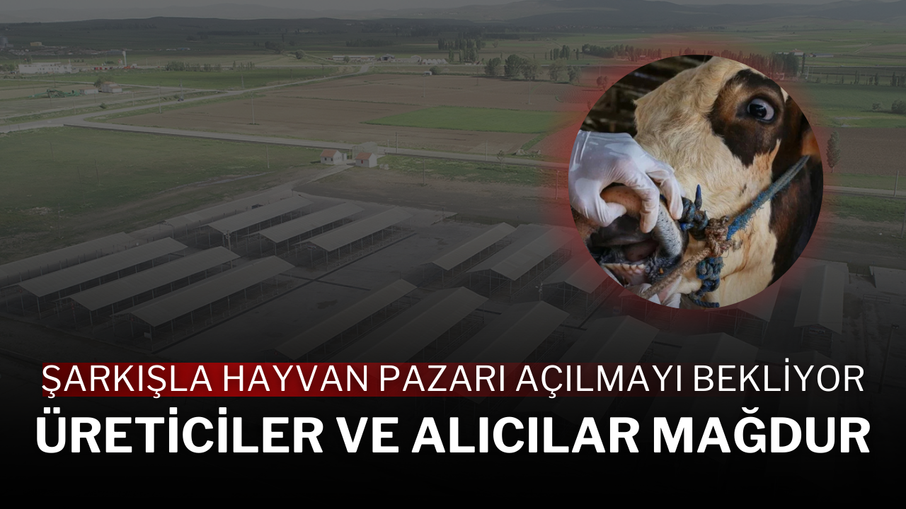 Şarkışla Hayvan Pazarı Açılmayı Bekliyor: Üreticiler ve Alıcılar Mağdur