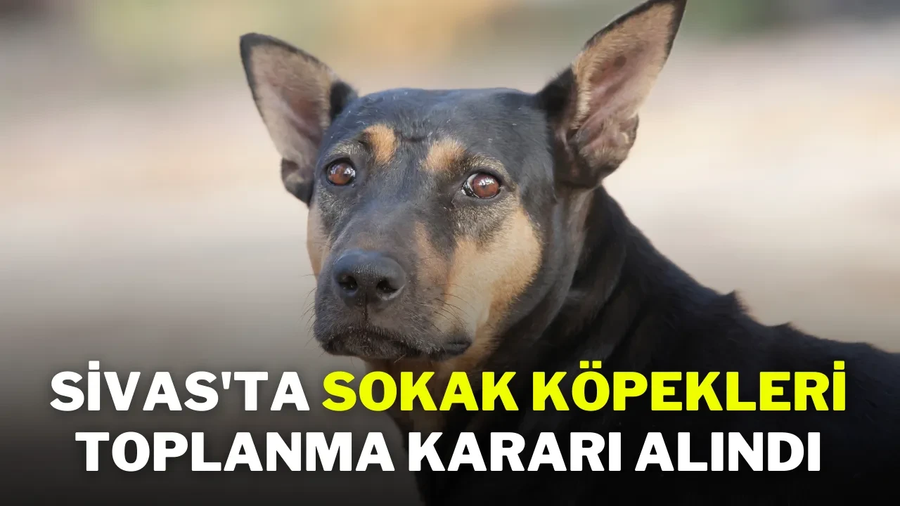 Sivas'ta Sokak Köpekleri Toplanma Kararı Alındı