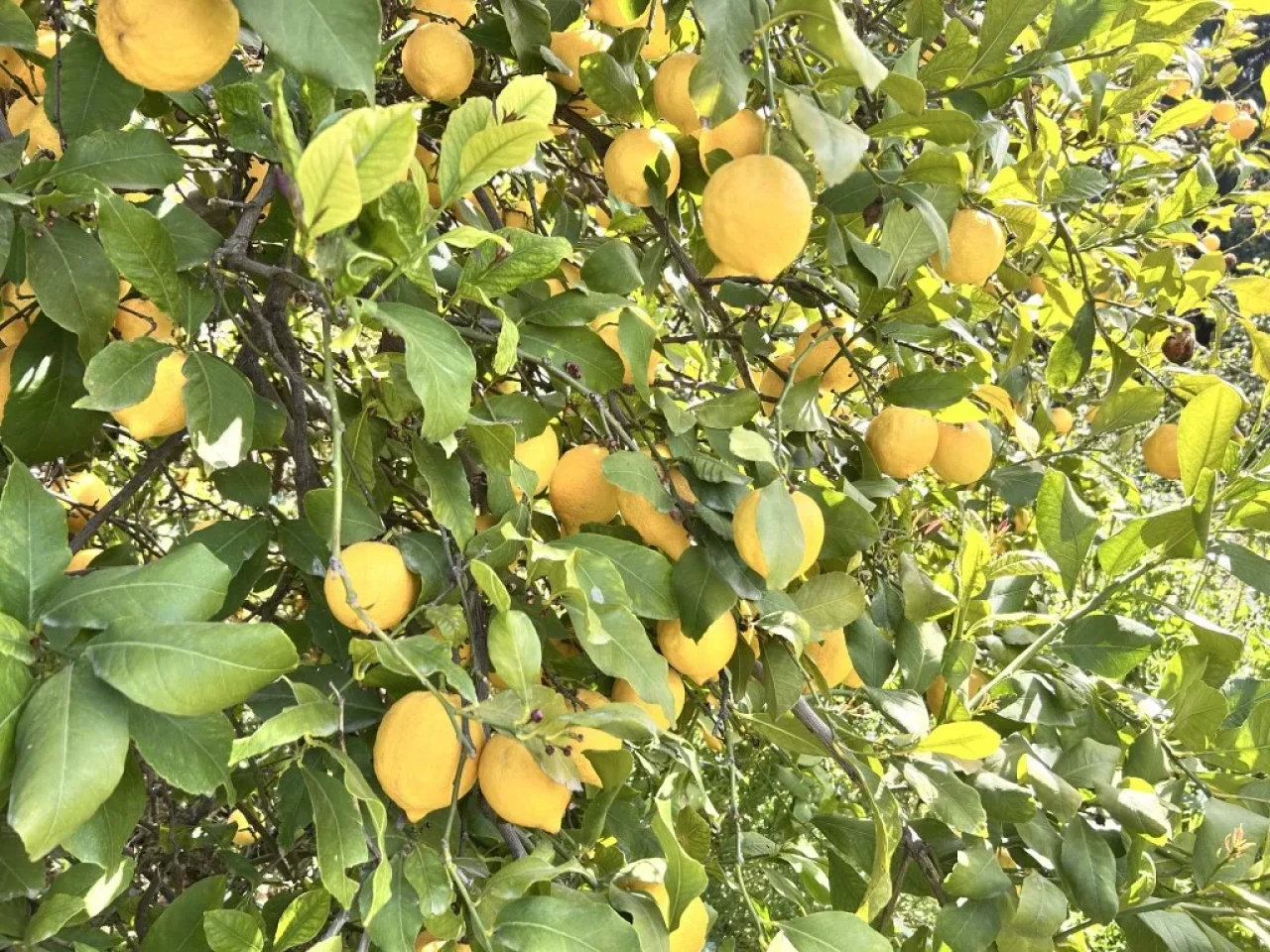 Zirai Donu Yenen Arsuz Limonu 15 TL’den Satılıyor!