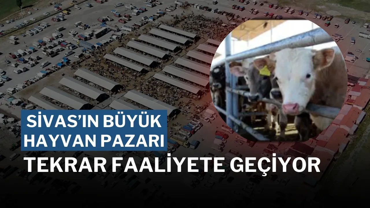 Sivas’ın Büyük Hayvan Pazarı Tekrar Faaliyete Geçiyor