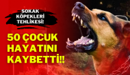 Sokak Köpekleri Tehlikesi: 50 Çocuk Hayatını Kaybetti!