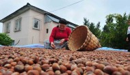 Fındık İhracatı Geçen Yılın Rekorunu Kırdı: 14 Bin Ton Sınırını Aştı