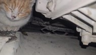 Motor Bölmesine Sıkışan Kedi,  İtfaiye Ekiplerinin Çabasıyla Kurtarıldı