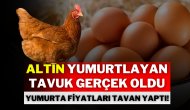 Altın Yumurtlayan Tavuk Gerçek Oldu: Yumurta Fiyatları Tavan Yaptı!