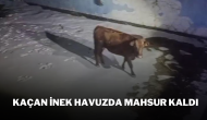 Kaçan İnek Havuzda Mahsur Kaldı