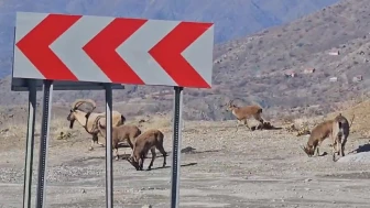 Yolda Gezen Keçiler Sürücüyü Şaşırttı