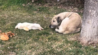 Sokak Köpeği, Ölü Arkadaşını Terk Etmedi