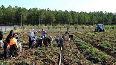 Hasadına başlandı