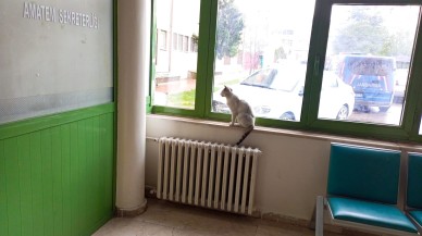 KEDİLERİN SIĞINAĞİ OLDU