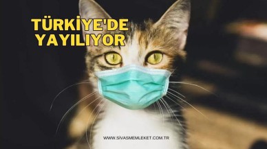 KEDİ BESLEYENLER TEDİRGİN