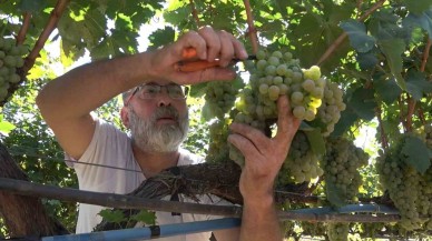 "Delice beyazı" üzümün hasadı başladı: 3 dönüm bağdan 8 ton çıktı,  240 bin liraya sattı