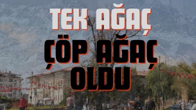 Tek Ağaç Çöp Ağaç Oldu