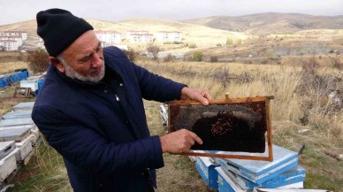 Varroa Hastalığı 15 Bin Kovana Zarar Verdi